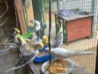 Cocktail Birds