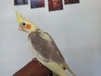 Cocktail Bird