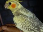 Cocktail Birds