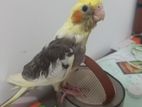 Cocktail Bird