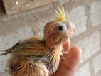 Cocktail bird