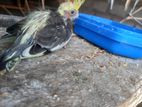 Cocktail Bird
