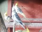Cocktail Bird