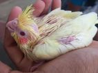 Cocktail Bird