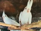 Cockatiel Birds