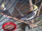 Cockatiel Birds