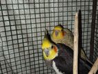 Cockatiel Birds