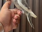 Cocktail Bird Hand Tamed
