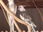 Cockatiel Birds