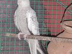 Cocktail Bird Male and Female