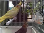 Cockatiel Bird