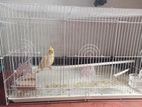 Cocktail Bird With Cage
