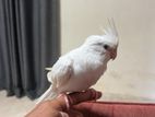 Cocktail Bird with Cage