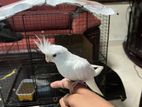 Cockatiel Bird with Cage