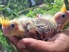 Cockatiel Bird