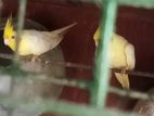 Cocktail Birds