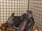 Cockatiel Chicks