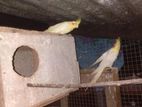 Cocktail Birds Breeding Pair