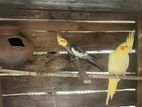 Cockatiel Birds