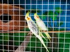 Cockatiel Birds