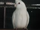 Cocktail Birds