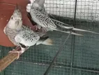 Cocktail Birds