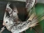 Cockatiel Birds