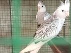 cocktail birds