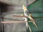 Cockatiel Birds