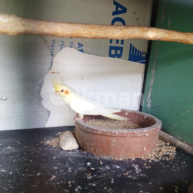 cocktail birds for Sale in Homagama ikman