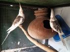 Cockatiel Birds
