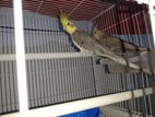 Cockatiel Birds with Cage