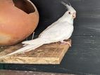 Cockatiel Birds