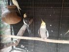 Cockatiel Birds