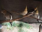 Cockatiel Birds