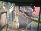 Cockatiel Birds