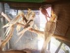 Cockatiel Birds