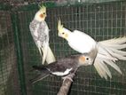 Cocktail Birds