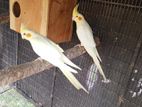 cocktail birds