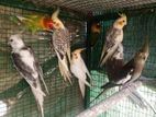 Cockatiel Birds
