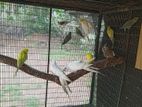 Cocktail Birds