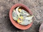 Cockatiel Bird