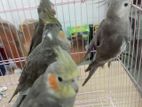 Cocktail Birds