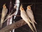 Cockatiel Birds