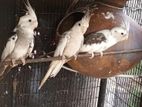 Cockatiel Birds