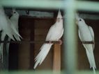 Cocktail Birds