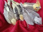 Cockatiel Birds