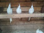 cocktail birds for sale