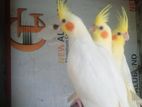 Cocktail Birds
