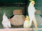 Cockatiel Birds